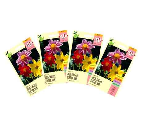 Flower Pots & Seeds